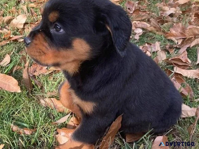 Quality Rottweiler puppies ready