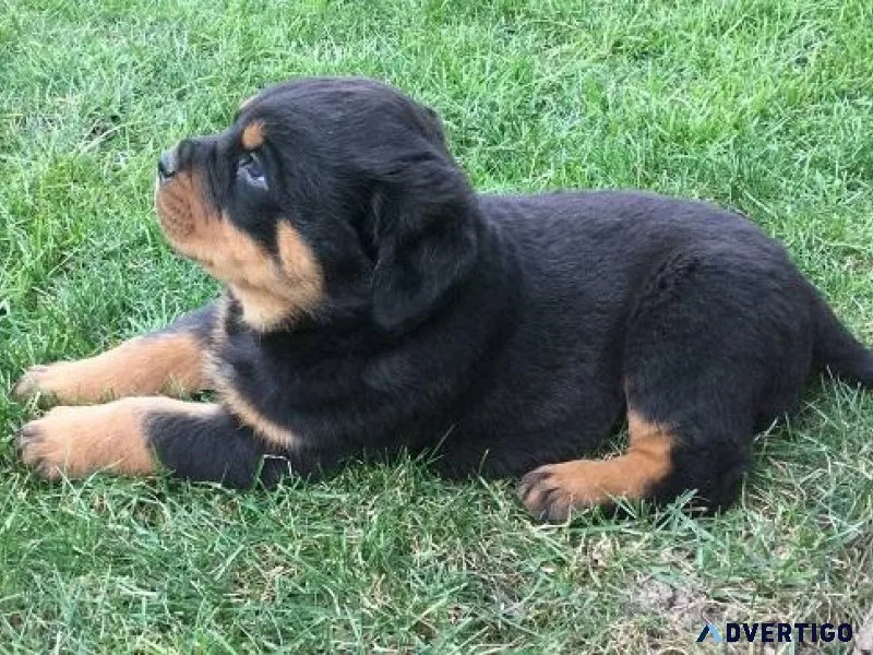 jtjyk Rottweiler puppies ready