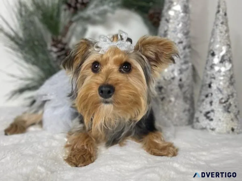Yorkshire terrier 3 males and 1 female Akc Registered