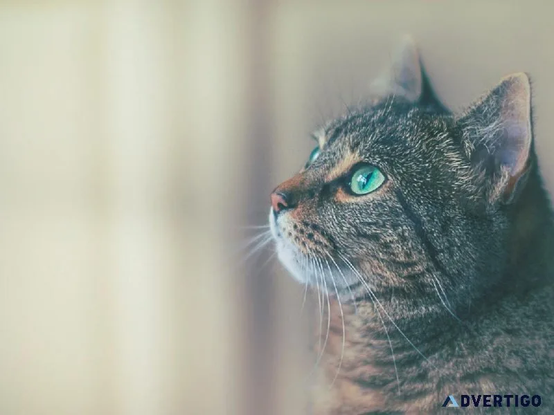 Keeping Your Cat Happy - Veterinary Clinic in Leesburg VA