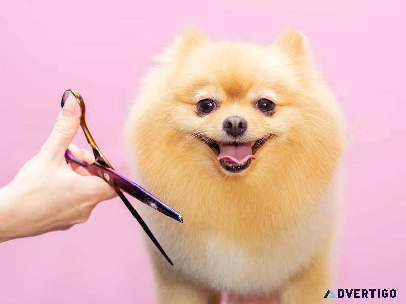 Dog Groomers in Kanpur Dog Baths Haircuts Nail Trimming