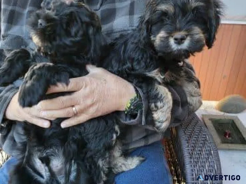 Cockapoo puppies for sale