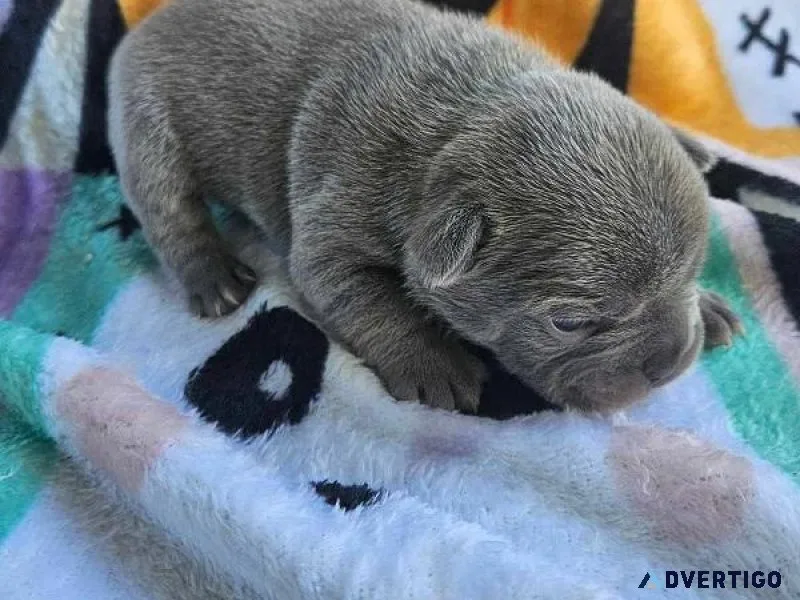 Quality Blue French Bulldog puppies