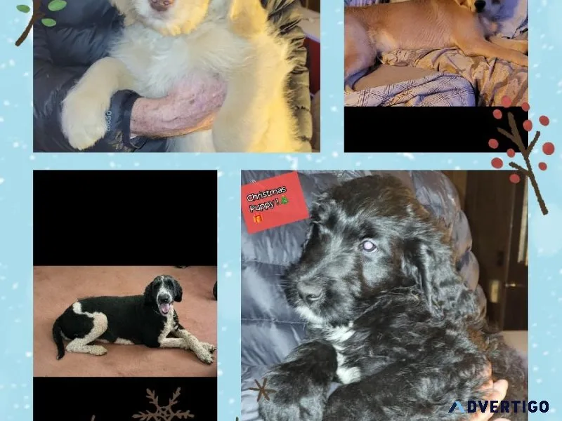 Goldendoodle Puppies