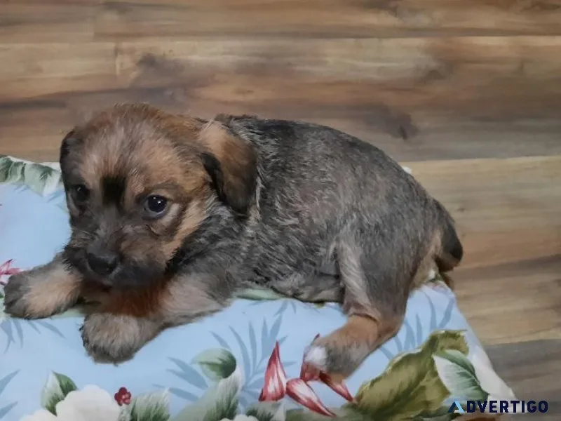Puppies for sale