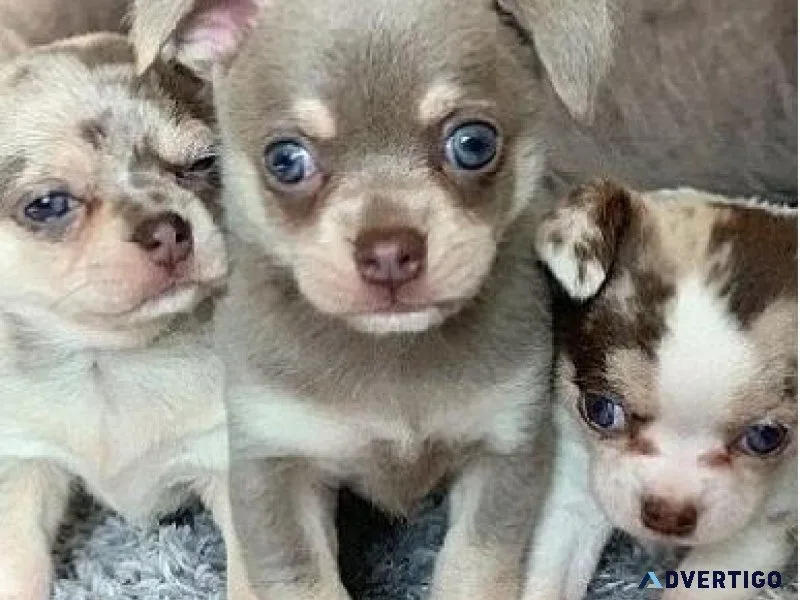 litter of Chihuahua