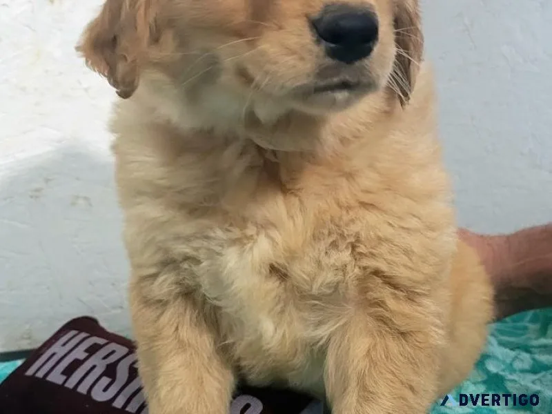 AKC Golden Retriever puppies born Oct 9. call 231 821 2603