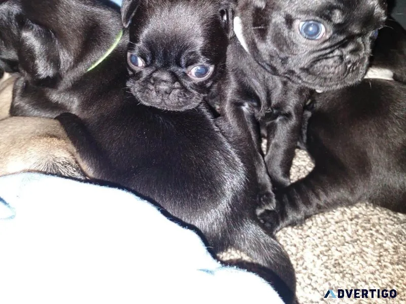 pug puppies for adoption
