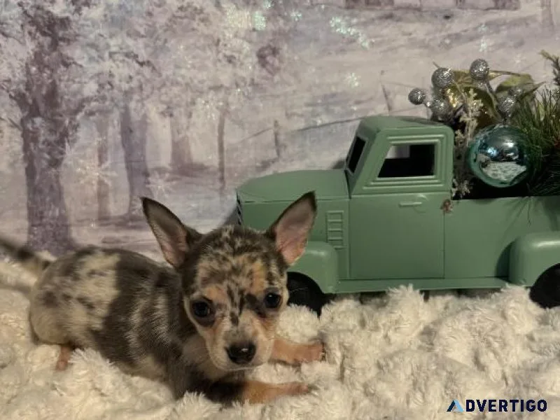 Christmas Chihuahuas  Lavender Merle female