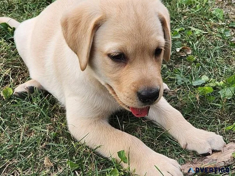 Beautiful Labrador Retriever puppies