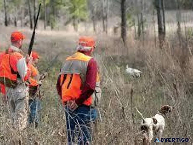 Experience The Best Quail Hunting In Alabama
