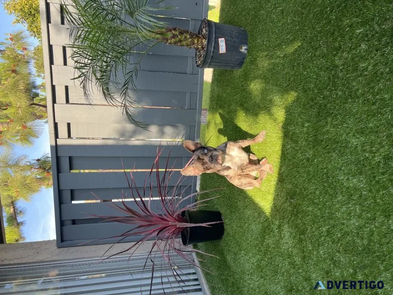 French Bulldog(AKC  registered and full breed)
