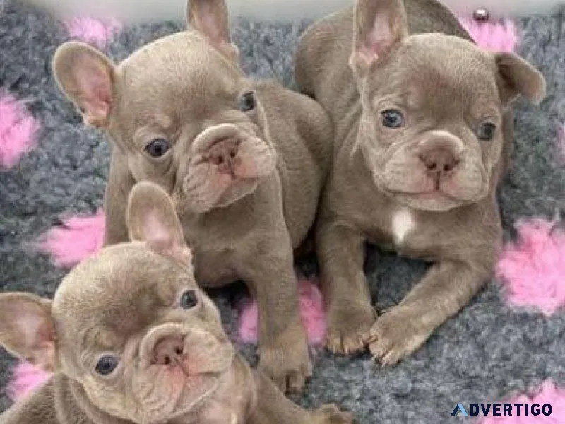 Akc French Bulldog Puppies