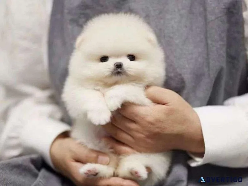 Perfect affectionate Pomeranian Puppy..
