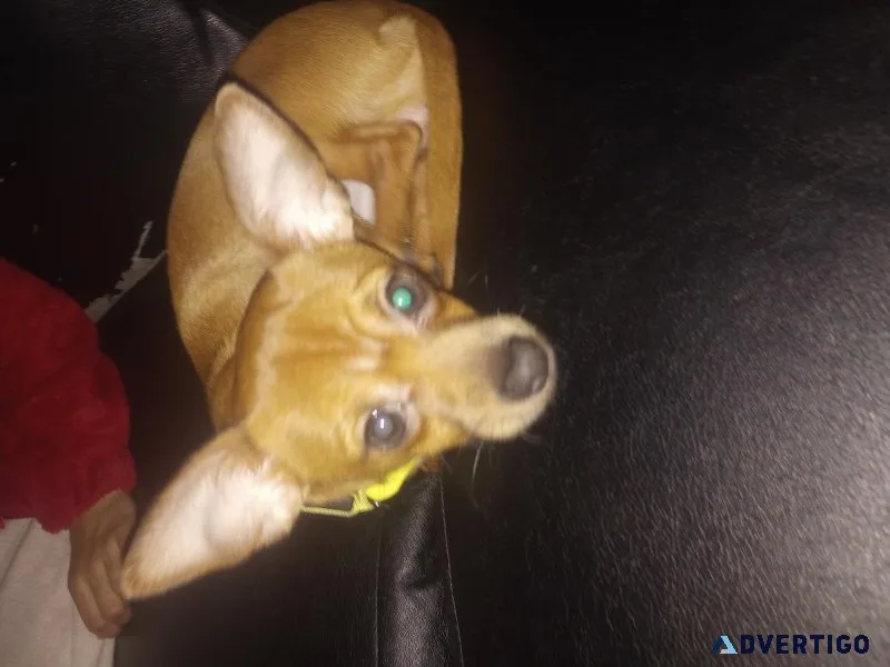 5 month Chihuahua