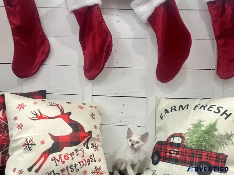 Devon Rex Christmas Kittens