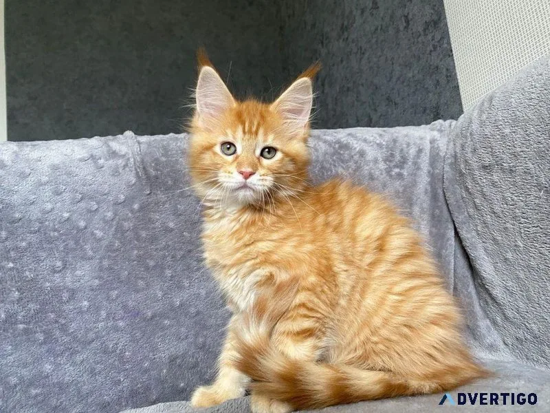 Cats for sale in usa