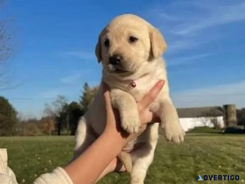 Labrador Retriever puppies