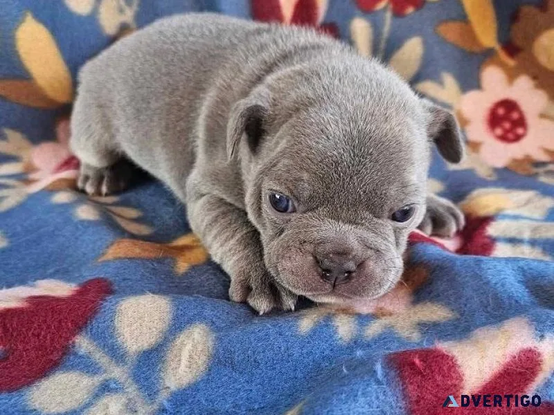 Gorgeous Blue French Bulldog puppies