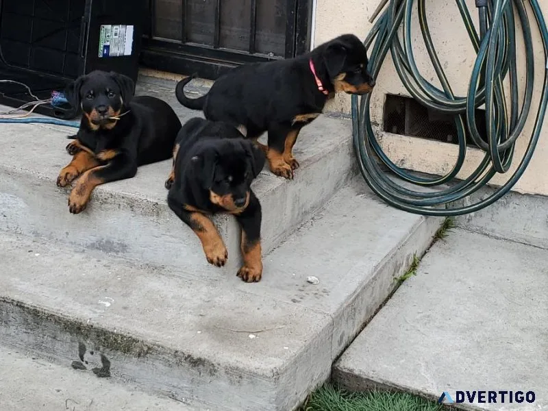 Female Rottweiler