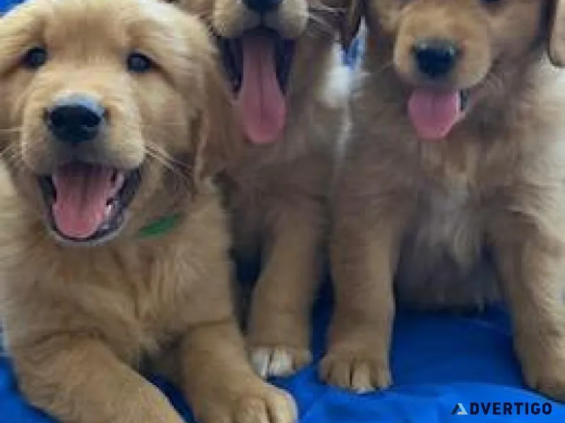 Golden Retriever Puppies