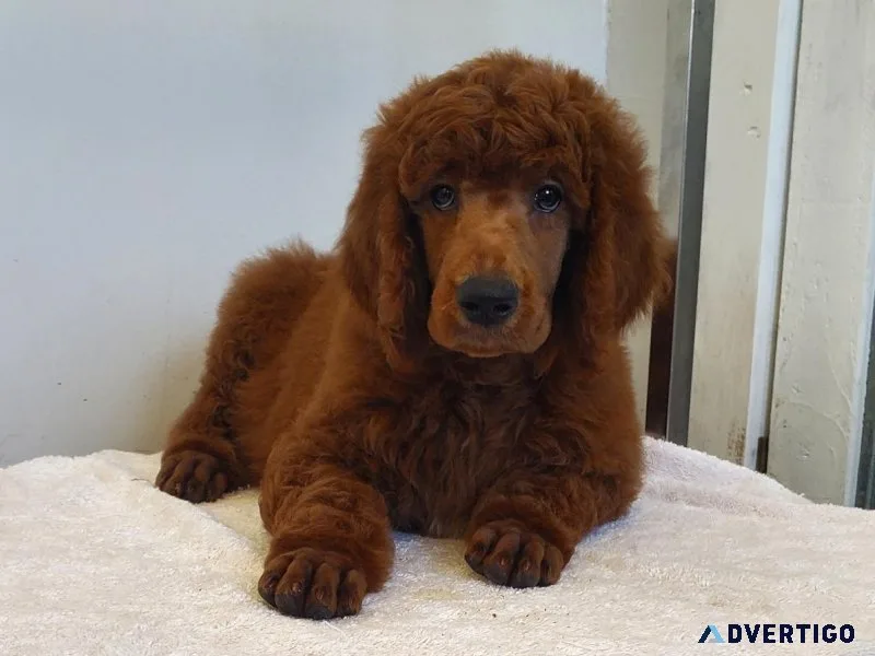 Standard poodle puppies