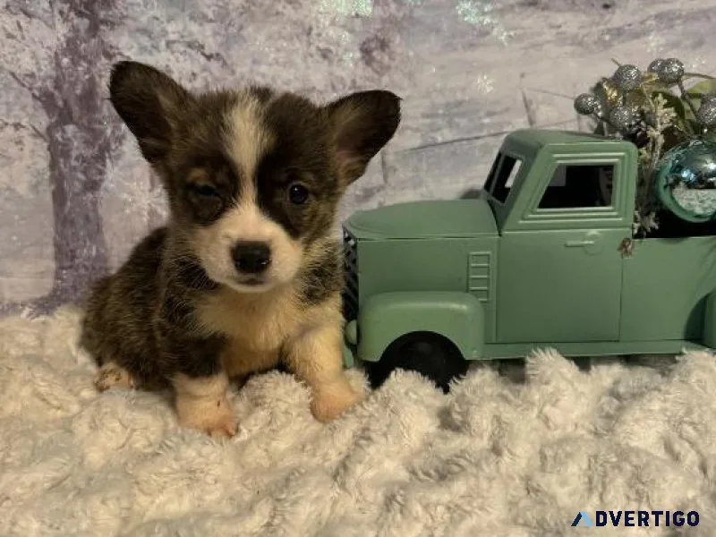 Christmas Corgis