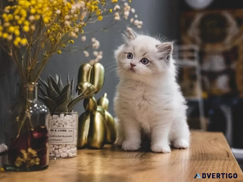 Epitome of the best cat shelters - Loveameow s Cat Shelter