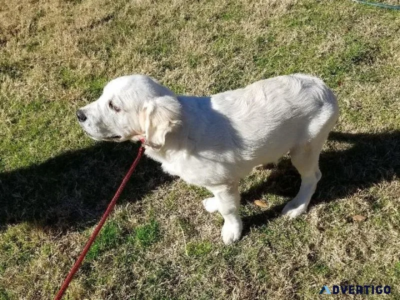 English Cream Golden Retriever Puppy