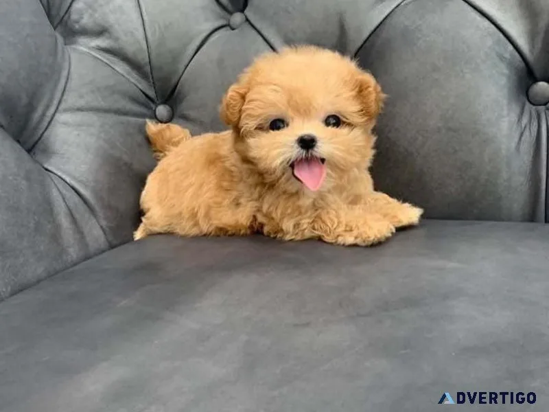Maltipoo puppies