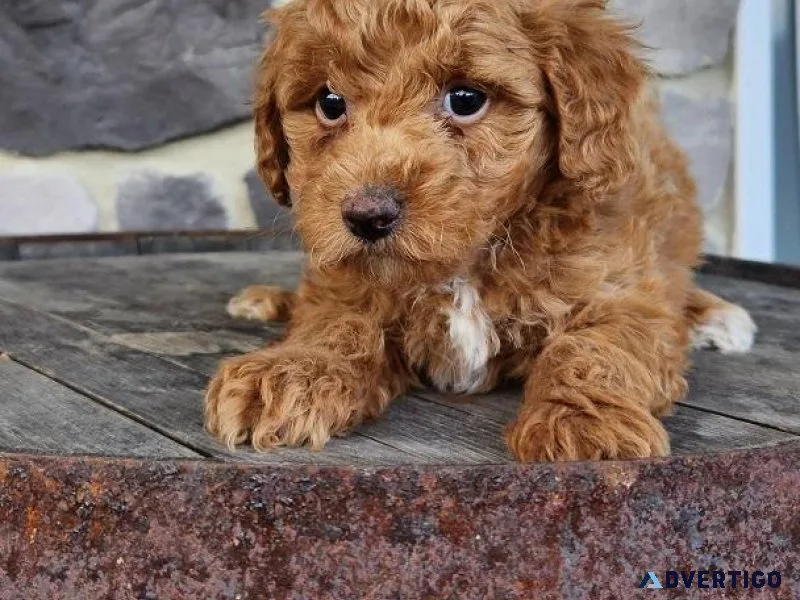 Available Toy Poodle puppies