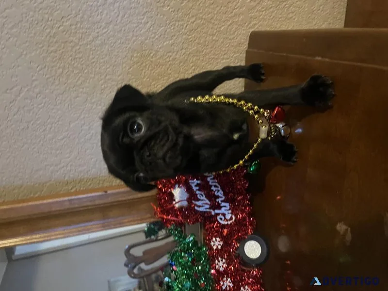 Puppies pugs