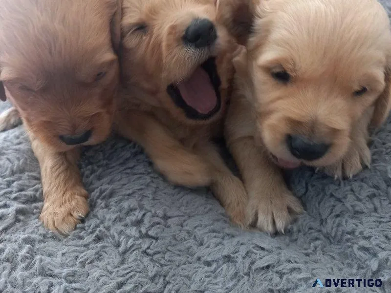 Golden doodle puppies for adoption