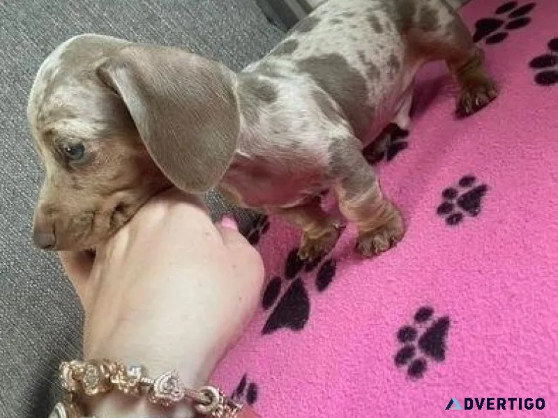 Dachshund Puppies for Sale