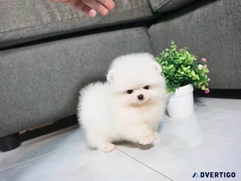 Healthy Teacup Pomeranian Puppies