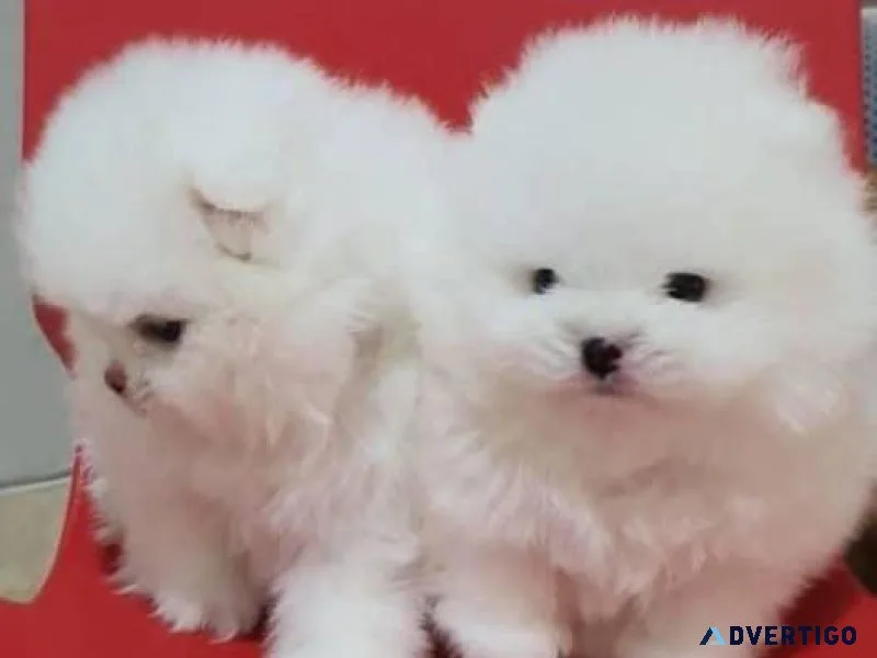 Healthy Teacup Pomeranian Puppies