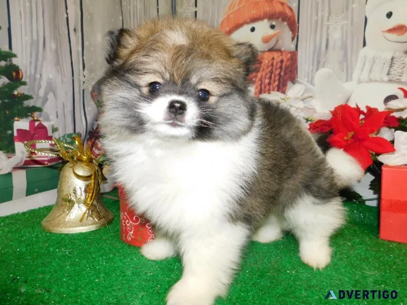 Chicago Toy Pomeranian Babies.