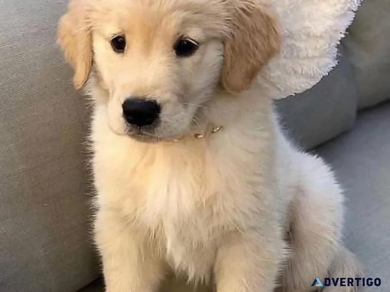 Golden Retriever Puppies Available