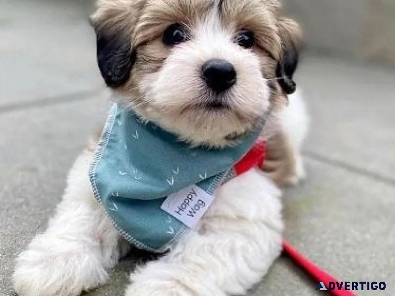 Affectionate Havanese Puppies