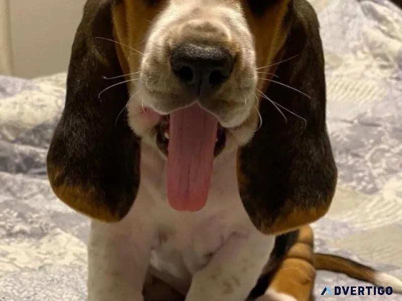 Two Affectionate Basset Hound Puppies Available