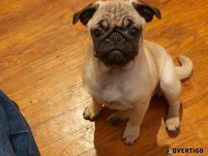 pug puppies more then cute