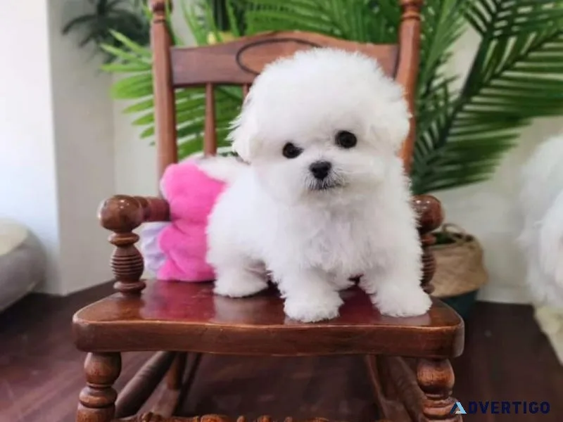 Bichon Frise Puppies for new homes