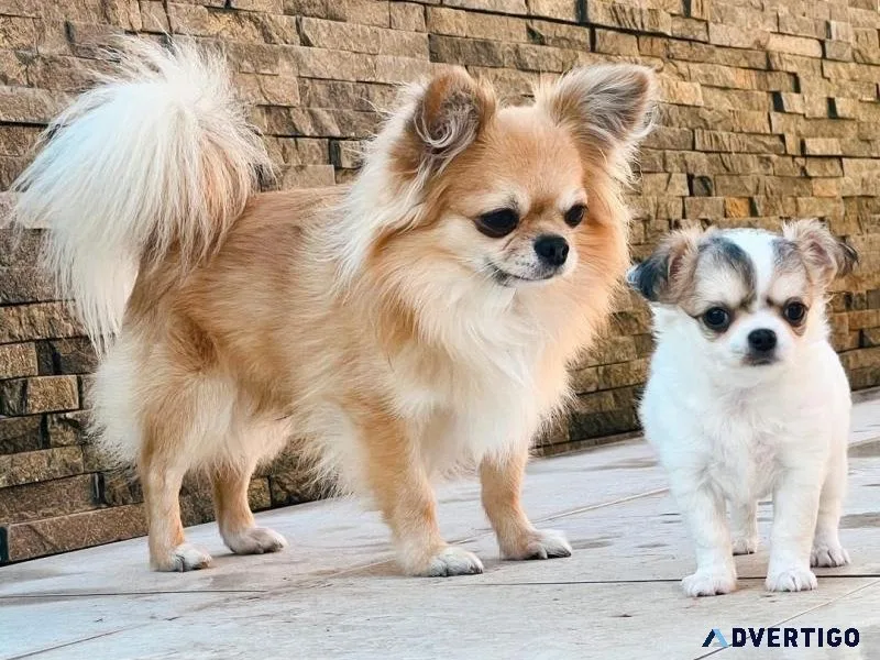 Cute Chihuahua puppies Available