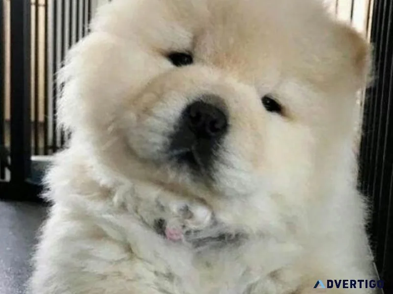 Excellent CHOW CHOW Puppies READY