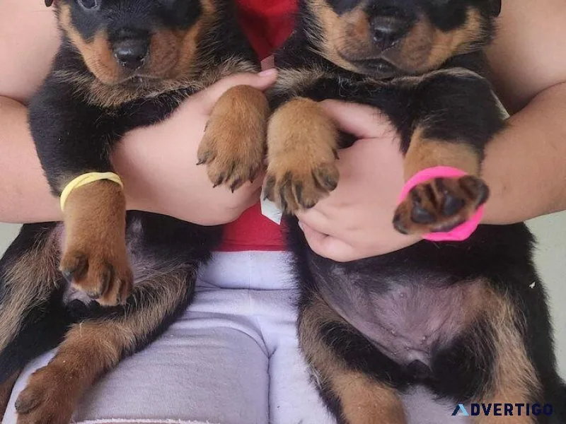 Magnificent Rottweiler Puppies