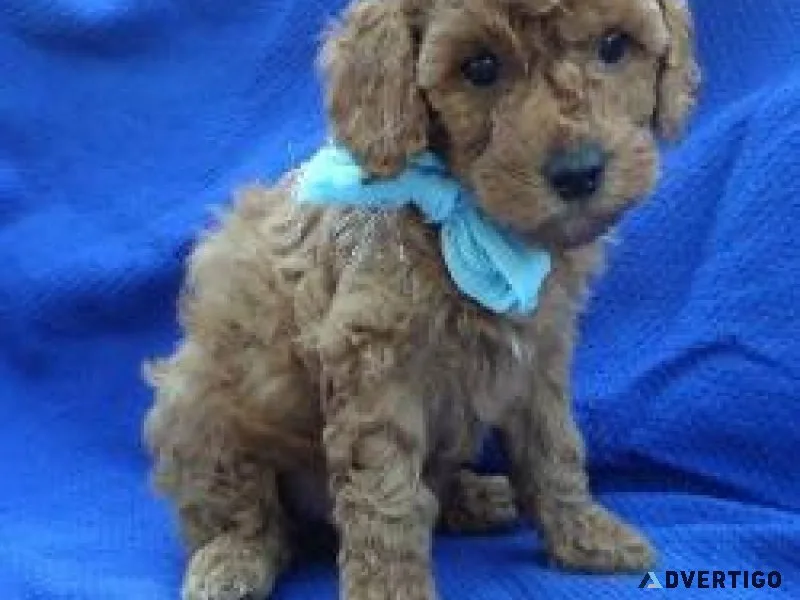 Red Toy Poodle Puppy