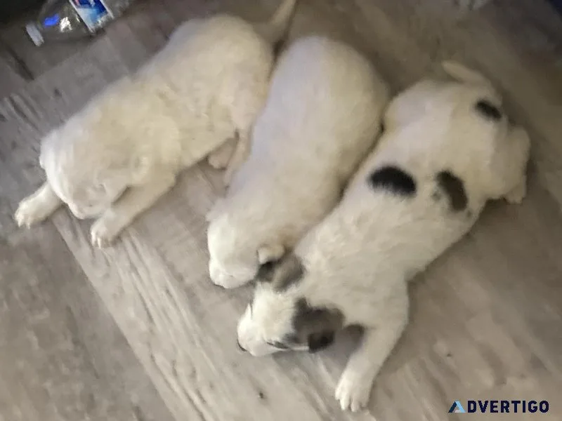 Husky puppies