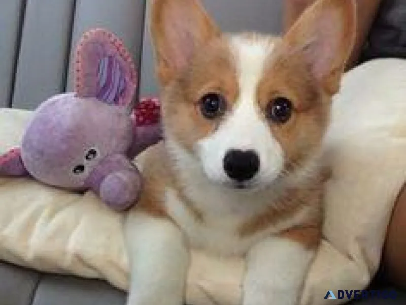 Pembroke Welsh Corgi for Rehoming
