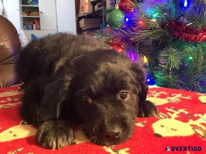 Mini Goldendoodle Puppies