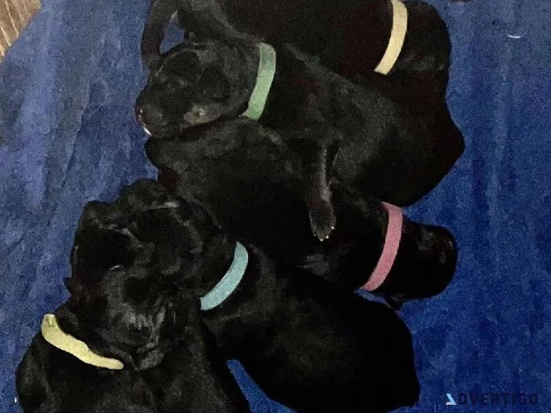 AKC German Shepherd Puppies